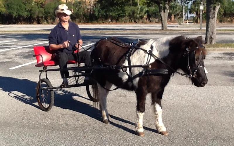 Critter Caravan Pony Parties in Northeastern FL