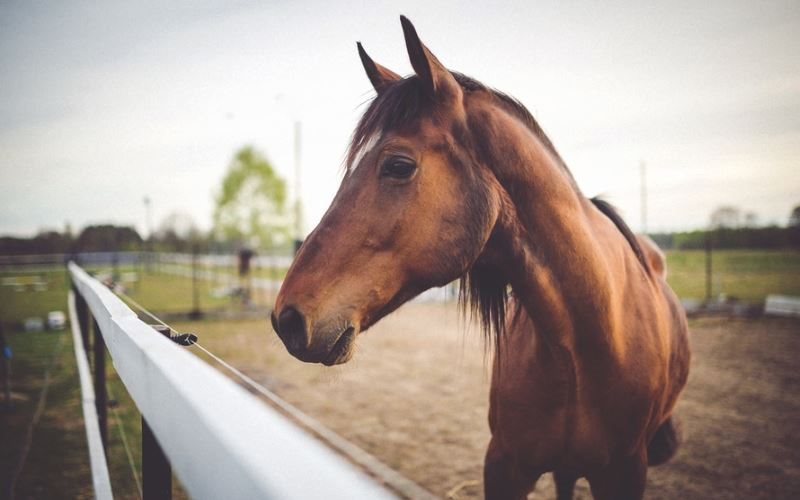 Indian Hollow Stables Kids Pony Parties in Windham  County  CT 