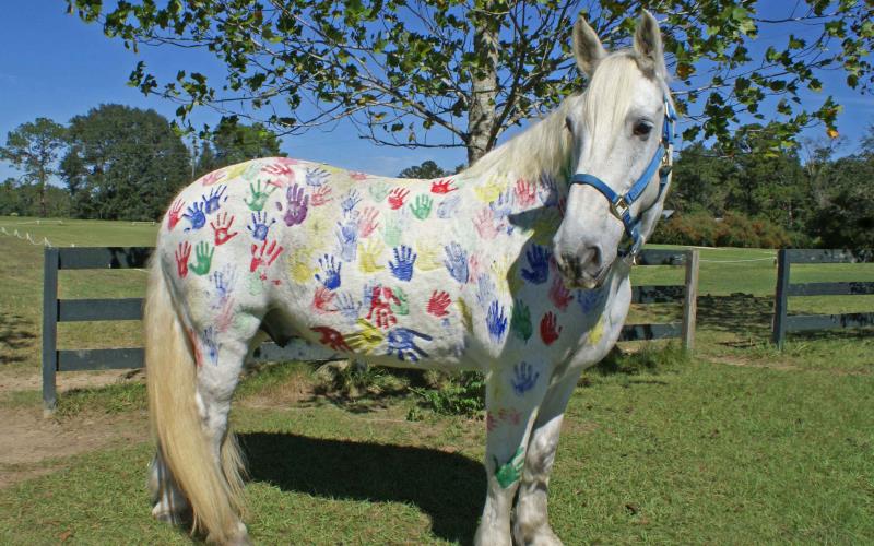 Pony Parties Near Northern Florida