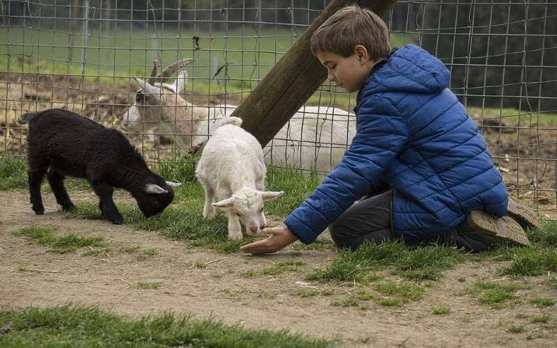 what knott farm petting zoo in perkiomenville montgomery county pa